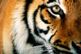 Tygrysy niedostatecznie chronione