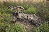 Tajlandia powinna zakazać handlu kością słoniową