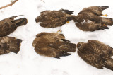 Otrucie ptaków – martwe myszołowy zwyczajne, pow. biłgorajski, województwo lubelskie