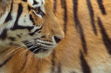 Dzisiaj Światowy Dzień Tygrysa