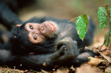 Skazany za nielegalny handel szympansami