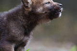 Jak lepiej badać i chronić wilki w Europie? Eksperci wiedzą