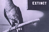 100. rocznica wyginięcia gołębia wędrownego, najliczniejszego ptaka świata