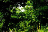 Wycinka historycznej alei drzew w Zagnańsku trafia do Prokuratury