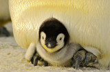 Polacy pomagają w liczeniu pingwinów w Antarktyce