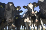 Rolnicy ostrzegają! Produkcja wołowiny w Brazylii to dwa razy wyższe emisje gazów