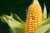 Całkowicie nowa ustawa o GMO