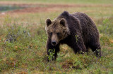 Międzynarodowe warsztaty poświęcone opracowaniu Strategii Ochrony Niedźwiedzia Brunatnego oraz innych dużych drapieżników w Polsce.