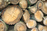 Greenpeace odkrywa miejsca destrukcyjnej wycinki drzew w Puszczy Białowieskiej