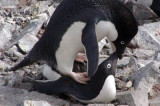 Seks pingwinów ujawniony po wieku