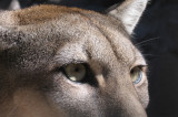 Puma wschodnia uznana za wymarłą