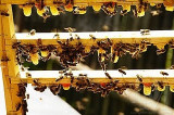 Żyły wodne pomagają pszczołom