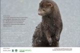 VIII Konferencja „Aktywne Metody Ochrony Przyrody w Zrównoważonym Leśnictwie”   OBCE GATUNKI W LASACH Rogów, 29-30 marca 2012 roku