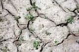 Wielka susza w Europie. Uprawy rolne zagrożone!