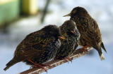Jak ptaki reagują na wiosnę tej zimy?