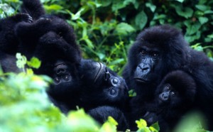 Mountain gorillas, Virunga National Park, Democratic Republic of Congo