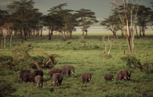 African savanna elephant (Loxodonta africana africana); Ngorongoro Conservation Area, Tanzania