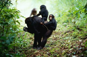 Chimpanzee, Kasekela community, Gombe NP, Tanzania