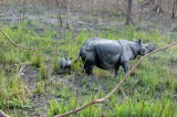 Osierocony nosorożec walczy o przetrwanie