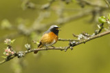 Europejscy ornitolodzy wyjaśniają wpływ zmian klimatu na ptaki