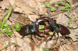 Rzadkie chrząszcze pod opieką przyrodników w Lubuskiem