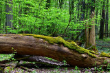 Ustanowiono plan zadań ochronnych dla obszaru Natura 2000 Puszcza Białowieska