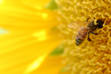 Weź udział w Dniu Ratowania Pszczół