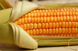 Stosowanie nasion kukurydzy zakazane we Francji