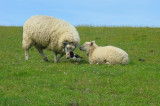 Jest szansa na unijne wsparcie hodowców owiec