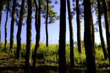 Naukowcy rzucają światło na zależności między glebą leśną a podtlenkiem azotu