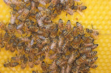 Chemizacja rolnictwa to poważne zagrożenie dla pszczelich rodzin