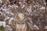 Wilk w Wielkopolskim Parku Narodowym